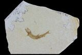 Jurassic Fossil Fish (Leptoleptis) - Solnhofen Limestone #112695-1